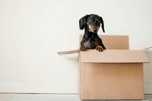 How to Pack Fast and Efficiently For a Move