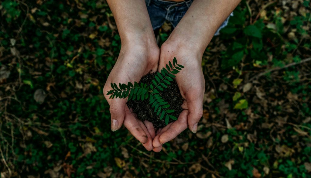 person holding a plant in their hands